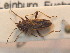  (Ortholomus punctipennis - BFB_Heteroptera_Schmolke_0656)  @14 [ ] CreativeCommons - Attribution Non-Commercial Share-Alike (2012) Zoologische Staatssammlung Muenchen SNSB, Zoologische Staatssammlung Muenchen