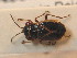  ( - BFB_Heteroptera_Schmolke_0697)  @11 [ ] CreativeCommons - Attribution Non-Commercial Share-Alike (2012) Zoologische Staatssammlung Muenchen SNSB, Zoologische Staatssammlung Muenchen