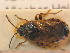  ( - BFB_Heteroptera_Schmolke_0708)  @11 [ ] CreativeCommons - Attribution Non-Commercial Share-Alike (2012) Zoologische Staatssammlung Muenchen SNSB, Zoologische Staatssammlung Muenchen