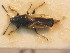  (Metopoplax ditomoides - BFB_Heteroptera_Schmolke_0717)  @11 [ ] CreativeCommons - Attribution Non-Commercial Share-Alike (2012) Zoologische Staatssammlung Muenchen SNSB, Zoologische Staatssammlung Muenchen