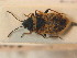  ( - BFB_Heteroptera_Schmolke_0801)  @11 [ ] CreativeCommons - Attribution Non-Commercial Share-Alike (2012) Zoologische Staatssammlung Muenchen SNSB, Zoologische Staatssammlung Muenchen