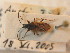  ( - BFB_Heteroptera_Schmolke_0817)  @11 [ ] CreativeCommons - Attribution Non-Commercial Share-Alike (2012) Zoologische Staatssammlung Muenchen SNSB, Zoologische Staatssammlung Muenchen