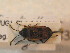  ( - BFB_Heteroptera_Schmolke_0835)  @11 [ ] CreativeCommons - Attribution Non-Commercial Share-Alike (2012) Zoologische Staatssammlung Muenchen SNSB, Zoologische Staatssammlung Muenchen