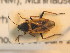  ( - BFB_Heteroptera_Schmolke_0864)  @11 [ ] CreativeCommons - Attribution Non-Commercial Share-Alike (2012) Zoologische Staatssammlung Muenchen SNSB, Zoologische Staatssammlung Muenchen