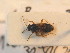  (Acompus - BC_ZSM_HETA_0870)  @14 [ ] CreativeCommons - Attribution Non-Commercial Share-Alike (2012) Zoologische Staatssammlung Muenchen SNSB, Zoologische Staatssammlung Muenchen