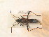  ( - BC_ZSM_HETA_0915)  @12 [ ] CreativeCommons - Attribution Non-Commercial Share-Alike (2012) Zoologische Staatssammlung Muenchen SNSB, Zoologische Staatssammlung Muenchen