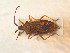  ( - BFB_Heteroptera_Schmolke_0925)  @11 [ ] CreativeCommons - Attribution Non-Commercial Share-Alike (2012) Zoologische Staatssammlung Muenchen SNSB, Zoologische Staatssammlung Muenchen
