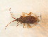  ( - BFB_Heteroptera_Schmolke_0927)  @11 [ ] CreativeCommons - Attribution Non-Commercial Share-Alike (2012) Zoologische Staatssammlung Muenchen SNSB, Zoologische Staatssammlung Muenchen