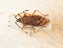 ( - BFB_Heteroptera_Schmolke_0928)  @11 [ ] CreativeCommons - Attribution Non-Commercial Share-Alike (2012) Zoologische Staatssammlung Muenchen SNSB, Zoologische Staatssammlung Muenchen