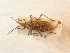  ( - BFB_Heteroptera_Schmolke_0929)  @11 [ ] CreativeCommons - Attribution Non-Commercial Share-Alike (2012) Zoologische Staatssammlung Muenchen SNSB, Zoologische Staatssammlung Muenchen