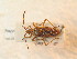 ( - BFB_Heteroptera_Schmolke_0930)  @11 [ ] CreativeCommons - Attribution Non-Commercial Share-Alike (2012) Zoologische Staatssammlung Muenchen SNSB, Zoologische Staatssammlung Muenchen
