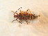  (Gonocerus juniperi - BC_ZSM_HETA_0931)  @14 [ ] CreativeCommons - Attribution Non-Commercial Share-Alike (2012) Zoologische Staatssammlung Muenchen SNSB, Zoologische Staatssammlung Muenchen