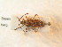  ( - BFB_Heteroptera_Schmolke_0932)  @11 [ ] CreativeCommons - Attribution Non-Commercial Share-Alike (2012) Zoologische Staatssammlung Muenchen SNSB, Zoologische Staatssammlung Muenchen