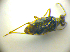  ( - BFB_Heteroptera_Kuechler_0006)  @12 [ ] CreativeCommons - Attribution Non-Commercial Share-Alike (2010) Zoologische Staatssammlung Muenchen SNSB, Zoologische Staatssammlung Muenchen