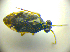  ( - BFB_Heteroptera_Kuechler_0007)  @12 [ ] CreativeCommons - Attribution Non-Commercial Share-Alike (2010) Zoologische Staatssammlung Muenchen SNSB, Zoologische Staatssammlung Muenchen
