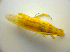 ( - BFB_Heteroptera_Kuechler_0015)  @12 [ ] CreativeCommons - Attribution Non-Commercial Share-Alike (2010) Zoologische Staatssammlung Muenchen SNSB, Zoologische Staatssammlung Muenchen