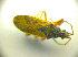  ( - BFB_Heteroptera_Kuechler_0066)  @13 [ ] CreativeCommons - Attribution Non-Commercial Share-Alike (2010) Zoologische Staatssammlung Muenchen SNSB, Zoologische Staatssammlung Muenchen