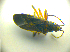  ( - BFB_Heteroptera_Kuechler_0067)  @12 [ ] CreativeCommons - Attribution Non-Commercial Share-Alike (2010) Zoologische Staatssammlung Muenchen SNSB, Zoologische Staatssammlung Muenchen