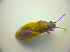  ( - BFB_Heteroptera_Kuechler_0070)  @12 [ ] CreativeCommons - Attribution Non-Commercial Share-Alike (2010) Zoologische Staatssammlung Muenchen SNSB, Zoologische Staatssammlung Muenchen