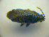  (Peritrechus gracilicornis - BFB_Heteroptera_Kuechler_0081)  @12 [ ] CreativeCommons - Attribution Non-Commercial Share-Alike (2010) Zoologische Staatssammlung Muenchen SNSB, Zoologische Staatssammlung Muenchen