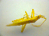  ( - BFB_Heteroptera_Kuechler_0092)  @12 [ ] CreativeCommons - Attribution Non-Commercial Share-Alike (2010) Zoologische Staatssammlung Muenchen SNSB, Zoologische Staatssammlung Muenchen