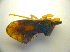  ( - BFB_Heteroptera_Kuechler_0107)  @12 [ ] CreativeCommons - Attribution Non-Commercial Share-Alike (2010) Zoologische Staatssammlung Muenchen SNSB, Zoologische Staatssammlung Muenchen