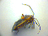  ( - BFB_Heteroptera_Kuechler_0111)  @12 [ ] CreativeCommons - Attribution Non-Commercial Share-Alike (2010) Zoologische Staatssammlung Muenchen SNSB, Zoologische Staatssammlung Muenchen