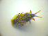  ( - BFB_Heteroptera_Kuechler_0116)  @12 [ ] CreativeCommons - Attribution Non-Commercial Share-Alike (2010) Zoologische Staatssammlung Muenchen SNSB, Zoologische Staatssammlung Muenchen