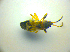  ( - BFB_Heteroptera_Kuechler_0117)  @12 [ ] CreativeCommons - Attribution Non-Commercial Share-Alike (2010) Zoologische Staatssammlung Muenchen SNSB, Zoologische Staatssammlung Muenchen