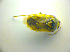  (Lygus gemellatus - BFB_Heteroptera_Kuechler_0119)  @12 [ ] CreativeCommons - Attribution Non-Commercial Share-Alike (2010) Zoologische Staatssammlung Muenchen SNSB, Zoologische Staatssammlung Muenchen