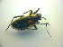  ( - BFB_Heteroptera_Kuechler_0127)  @12 [ ] CreativeCommons - Attribution Non-Commercial Share-Alike (2010) Zoologische Staatssammlung Muenchen SNSB, Zoologische Staatssammlung Muenchen