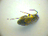  ( - BFB_Heteroptera_Kuechler_0136)  @12 [ ] CreativeCommons - Attribution Non-Commercial Share-Alike (2010) Zoologische Staatssammlung Muenchen SNSB, Zoologische Staatssammlung Muenchen