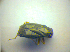  ( - BFB_Heteroptera_Kuechler_0137)  @12 [ ] CreativeCommons - Attribution Non-Commercial Share-Alike (2010) Zoologische Staatssammlung Muenchen SNSB, Zoologische Staatssammlung Muenchen