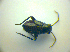  ( - BFB_Heteroptera_Kuechler_0157)  @13 [ ] CreativeCommons - Attribution Non-Commercial Share-Alike (2010) Zoologische Staatssammlung Muenchen SNSB, Zoologische Staatssammlung Muenchen