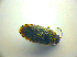  ( - BFB_Heteroptera_Kuechler_0188)  @12 [ ] CreativeCommons - Attribution Non-Commercial Share-Alike (2010) Zoologische Staatssammlung Muenchen SNSB, Zoologische Staatssammlung Muenchen