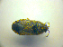  ( - BFB_Heteroptera_Kuechler_0189)  @12 [ ] CreativeCommons - Attribution Non-Commercial Share-Alike (2010) Zoologische Staatssammlung Muenchen SNSB, Zoologische Staatssammlung Muenchen