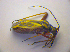  (Hadrodemus - BFB_Heteroptera_Kuechler_0191)  @14 [ ] CreativeCommons - Attribution Non-Commercial Share-Alike (2010) Zoologische Staatssammlung Muenchen SNSB, Zoologische Staatssammlung Muenchen
