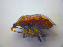  ( - BFB_Heteroptera_Kuechler_0210)  @12 [ ] CreativeCommons - Attribution Non-Commercial Share-Alike (2010) Zoologische Staatssammlung Muenchen SNSB, Zoologische Staatssammlung Muenchen