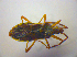  ( - BFB_Heteroptera_Kuechler_0217)  @12 [ ] CreativeCommons - Attribution Non-Commercial Share-Alike (2010) Zoologische Staatssammlung Muenchen SNSB, Zoologische Staatssammlung Muenchen