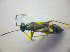  ( - BFB_Heteroptera_Kuechler_0220)  @12 [ ] CreativeCommons - Attribution Non-Commercial Share-Alike (2010) Zoologische Staatssammlung Muenchen SNSB, Zoologische Staatssammlung Muenchen