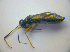  ( - BFB_Heteroptera_Kuechler_0221)  @12 [ ] CreativeCommons - Attribution Non-Commercial Share-Alike (2010) Zoologische Staatssammlung Muenchen SNSB, Zoologische Staatssammlung Muenchen