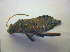  ( - BFB_Heteroptera_Kuechler_0226)  @12 [ ] CreativeCommons - Attribution Non-Commercial Share-Alike (2010) Zoologische Staatssammlung Muenchen SNSB, Zoologische Staatssammlung Muenchen