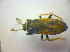  ( - BFB_Heteroptera_Kuechler_0258)  @12 [ ] CreativeCommons - Attribution Non-Commercial Share-Alike (2010) Zoologische Staatssammlung Muenchen SNSB, Zoologische Staatssammlung Muenchen