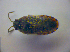  ( - BFB_Heteroptera_Kuechler_0279)  @11 [ ] CreativeCommons - Attribution Non-Commercial Share-Alike (2010) Zoologische Staatssammlung Muenchen SNSB, Zoologische Staatssammlung Muenchen