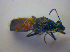  ( - BFB_Heteroptera_Kuechler_0280)  @12 [ ] CreativeCommons - Attribution Non-Commercial Share-Alike (2010) Zoologische Staatssammlung Muenchen SNSB, Zoologische Staatssammlung Muenchen