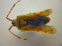  (Pantilius - BFB_Heteroptera_Kuechler_0285)  @13 [ ] CreativeCommons - Attribution Non-Commercial Share-Alike (2010) Zoologische Staatssammlung Muenchen SNSB, Zoologische Staatssammlung Muenchen