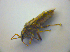  ( - BFB_Heteroptera_Kuechler_0299)  @12 [ ] CreativeCommons - Attribution Non-Commercial Share-Alike (2012) Zoologische Staatssammlung Muenchen SNSB, Zoologische Staatssammlung Muenchen