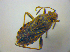  ( - BFB_Heteroptera_Kuechler_0300)  @13 [ ] CreativeCommons - Attribution Non-Commercial Share-Alike (2012) Zoologische Staatssammlung Muenchen SNSB, Zoologische Staatssammlung Muenchen