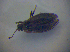  ( - BFB_Heteroptera_Kuechler_0370)  @11 [ ] CreativeCommons - Attribution Non-Commercial Share-Alike (2012) Zoologische Staatssammlung Muenchen SNSB, Zoologische Staatssammlung Muenchen