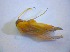  (Pinalitus atomarius - BFB_Heteroptera_Kuechler_0378)  @13 [ ] CreativeCommons - Attribution Non-Commercial Share-Alike (2012) Zoologische Staatssammlung Muenchen SNSB, Zoologische Staatssammlung Muenchen